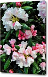   Картина  Рододендрон в цвету