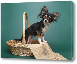    Забавная собака породы той-терьер в плетеной корзине на зеленом фоне