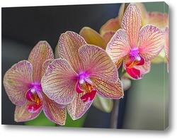  орхидея в бокале