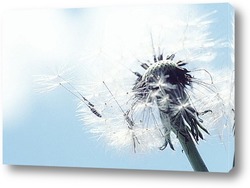  Dandelion seed pod in a beautiful background	