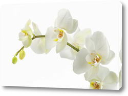   Картина "Дикая Орхидея".