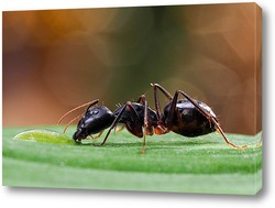  Янтарный муравей