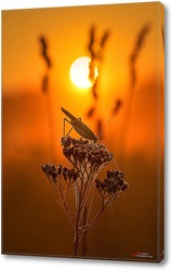   Картина Кузнечик на цветке в лучах восходящего солнца
