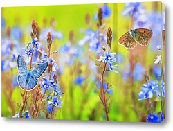  нежная голубая бабочка сидит на летнем лугу