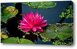   Картина водяная лилия