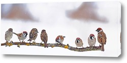  Owl in winter forest on stump. Pygmy small bird via snowfall. Small owl in natural habitat. Glaucidium passerinum