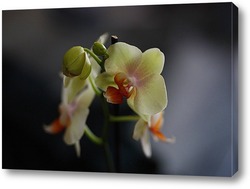   Картина Орхидея