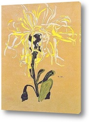    Желтая  хризантема