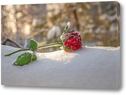  Алая роза на снегу