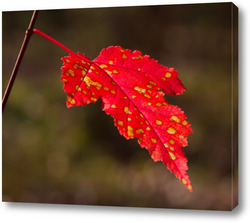   Картина Осенний лист клёна на ветви