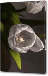   Картина тюльпаны