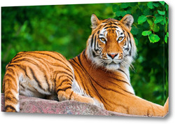   Картина Тигры 5012