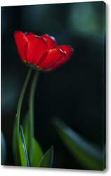   Картина Два тюльпана