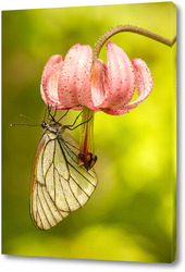   Картина Бабочка на цветке