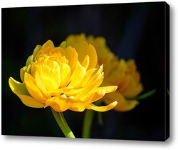  Желтый тюльпан
