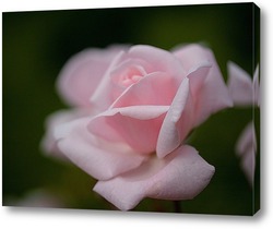  Бело-розовый букет
