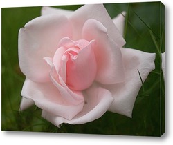    Бело-розовая