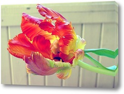   Картина тюльпаны