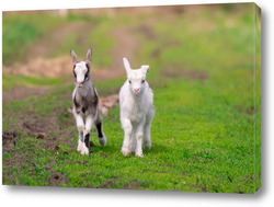   Картина White goat in the garden eats young succulent grass, breeding goats	