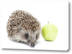   Картина Hedgehog and Apple