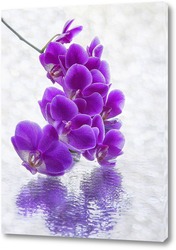    Орхидея на мокром стекле