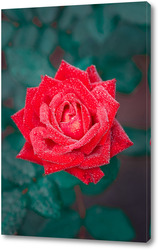  Red rose in a romantic background.	