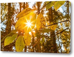   Картина Кленовый, осенний лист, с просвечивающими лучами солнцу.