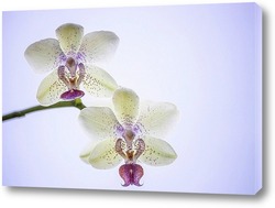  Снежные орхидеи