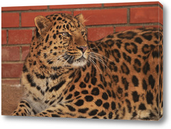   Картина леопард