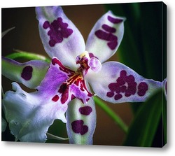   Картина Орхидея одонтоглоссум Пегги Рут Карпентер