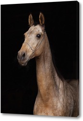   Картина Ахалтекинская лошадь
