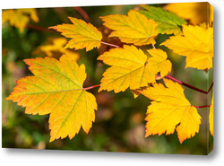   Картина Осенний кленовый лист
