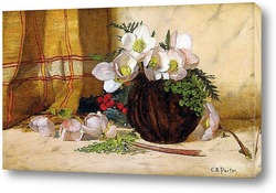  Розы, 1882