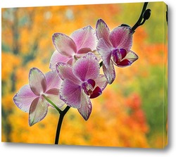   Картина Орхидея и осень