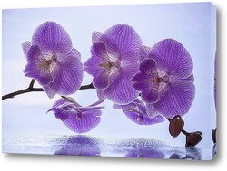   Картина Цветущая ветка розовой орхидеи фаленопсис