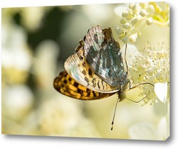   Картина Бабочка на гортензии