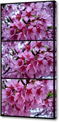   Картина Цветы розовой сакуры