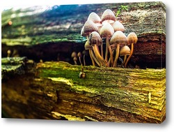    грибы