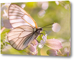  Бабочка на лепестке лилии