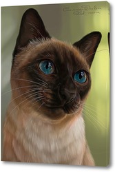    Кошка с голубыми глазами 