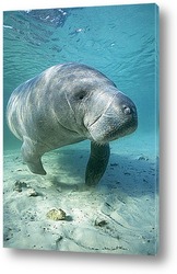   Картина Manatee007