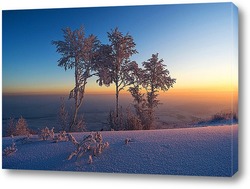   Картина Заснеженные деревья на восходе солнца
