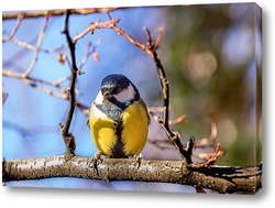  village swallow on the fence..