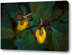    Северная орхидея