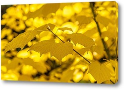   Картина Ветвь клёна с яркими, красочными, жёлтыми листьями