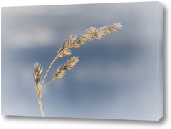   Картина Колос травы со свежим инеем