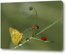   Картина Бабочка, муравей и божья коровка