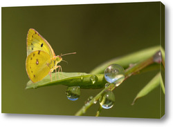   Картина Бабочка на листике с росой