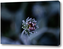 Картина Иней на цветке