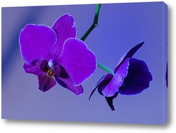    орхидея 